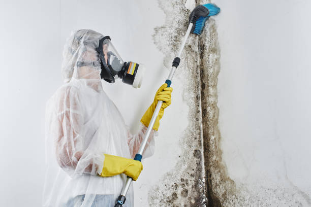 Best Home Mold Removal  in New Cordell, OK