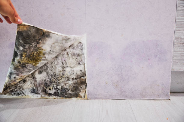 Best Fast Mold Removal  in New Cordell, OK
